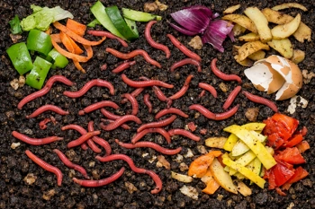 Learn how worms transform kitchen scraps into powerful organic fertilizer for your garden.