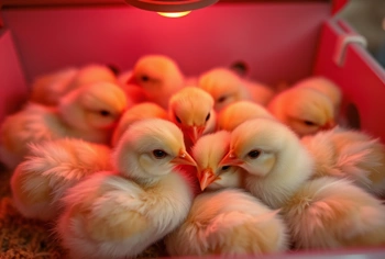 Everything you actually need to keep chicks alive and thriving-no guesswork, no panic purchases.