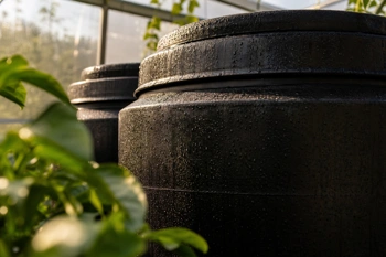 Water barrels capture daytime warmth and release it slowly after sunset, buffering temperature swings in unheated greenhouses.
