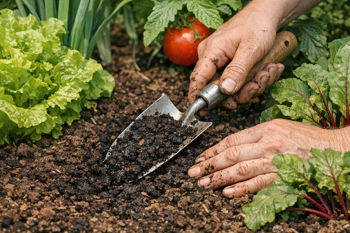Learn what your soil needs and how to choose amendments that actually work.