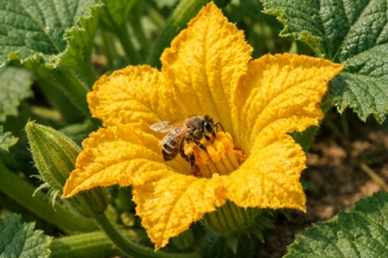 Your garden's yield depends on the small creatures most homesteaders overlook.